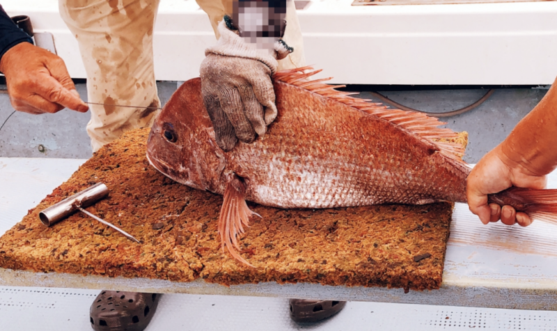 Il ruolo dell’ikejime nella qualità e conservazione del pescato