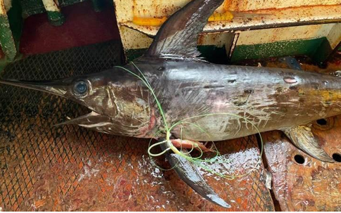 Al via da domani 16 maggio la sperimentazione delle trapline per la pesca del pesce spada