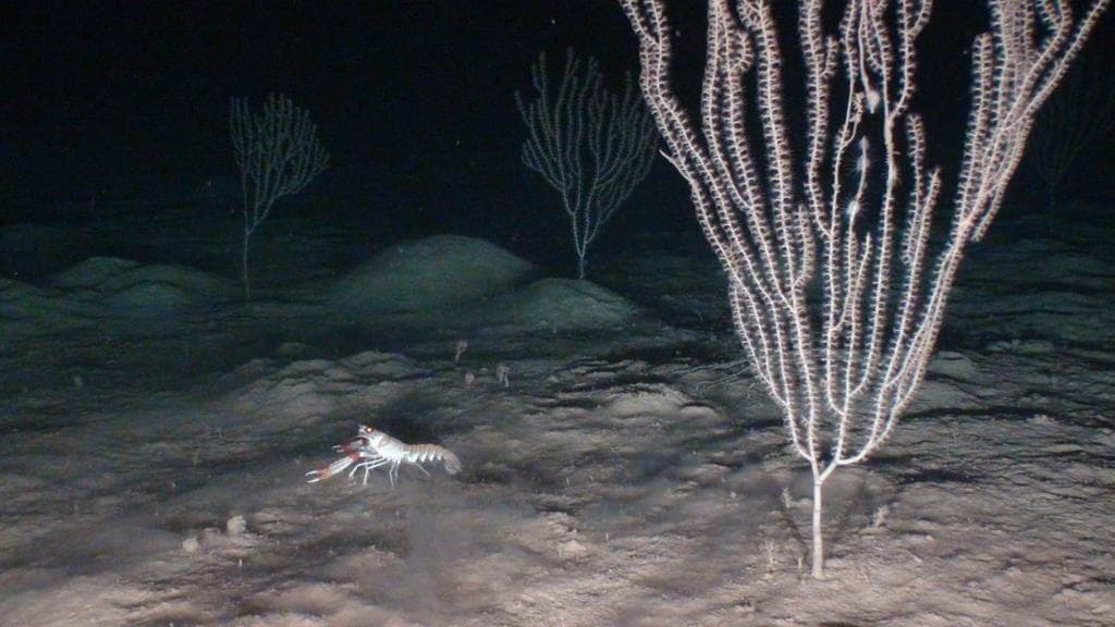 Piano batiale con corallo bambù Isidella elongata nel Mediterraneo