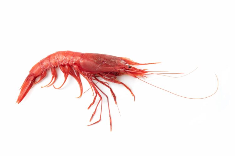 Gambero rosso  (Aristaeomorpha foliacea): stato degli stock mediterraneo 2026