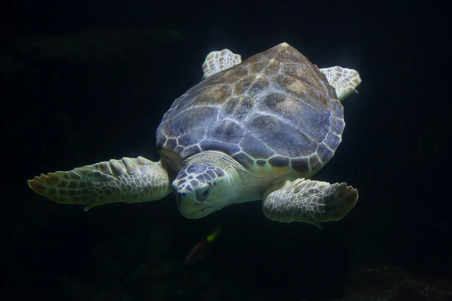 Caretta caretta nel Mediterraneo
