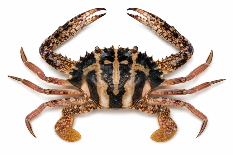 Charybdis feriata