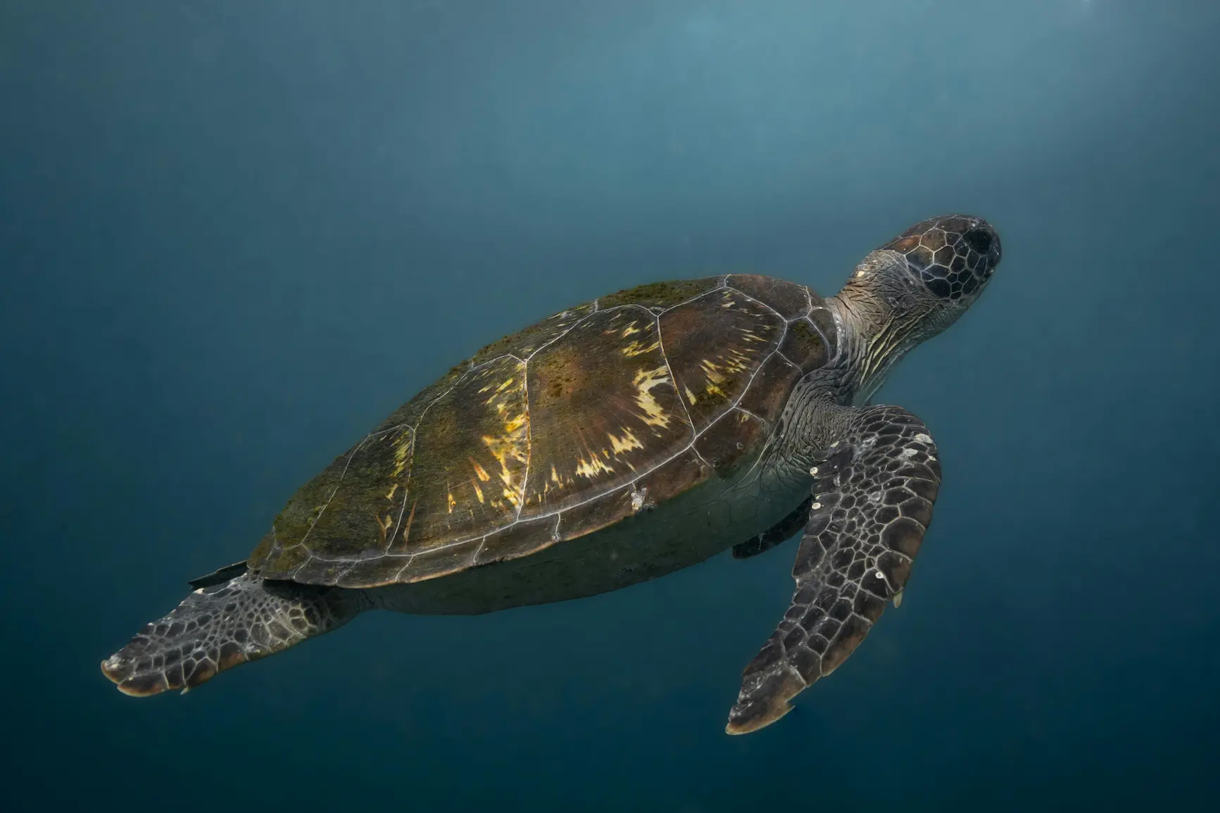 Chelonia mydas – tartaruga verde