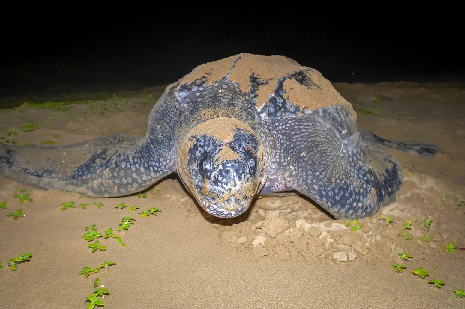 Dermochelys coriacea – tartaruga liuto