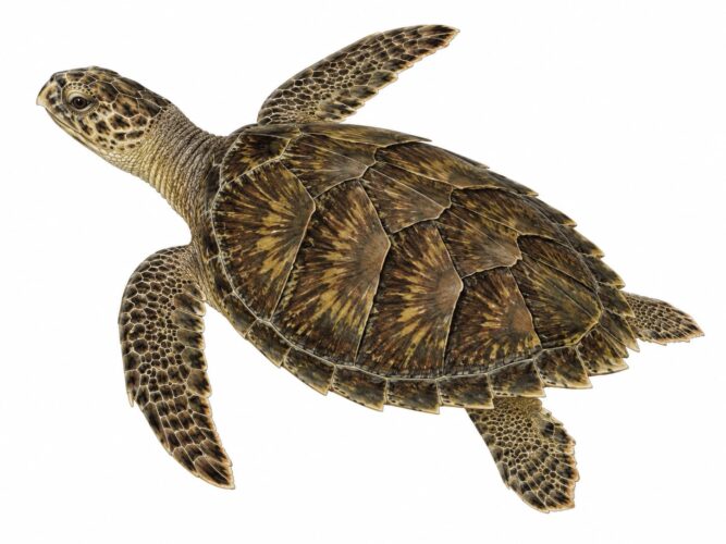 Tartaruga embricata – Eretmochelys imbricata