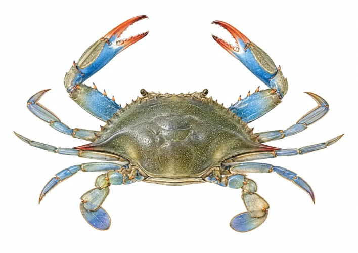 Callinectes sapidus