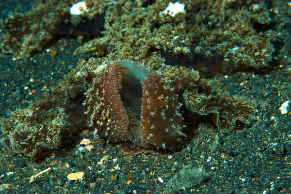 melibe viridis, melibe