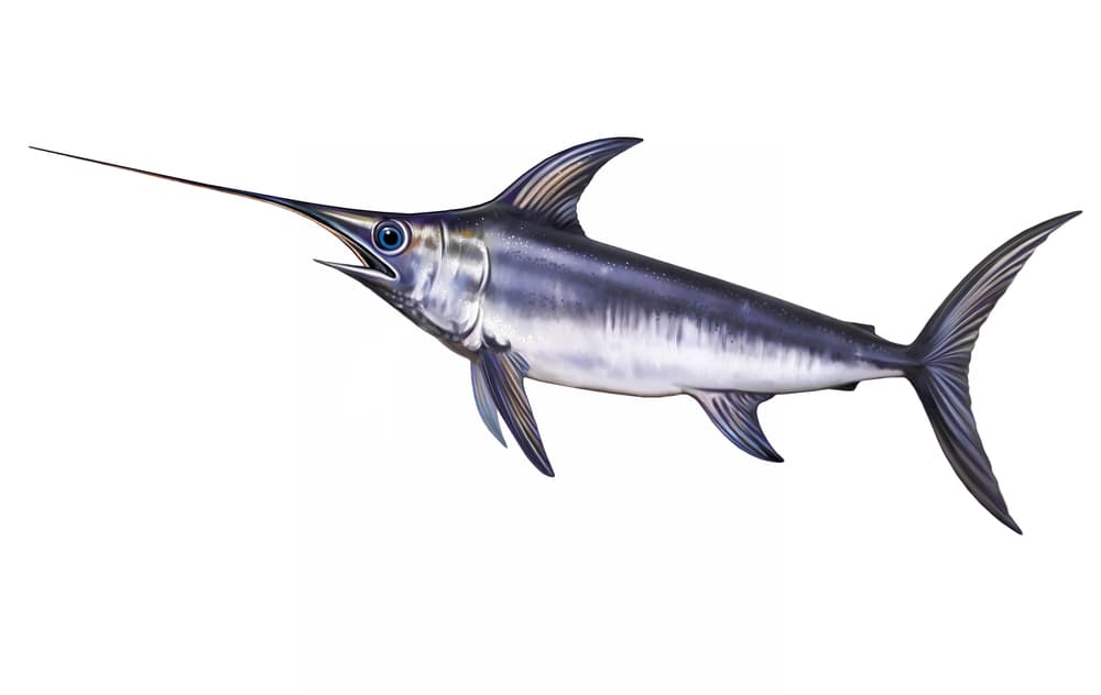 Pesce spada (Xiphias gladius) nel Mediterraneo