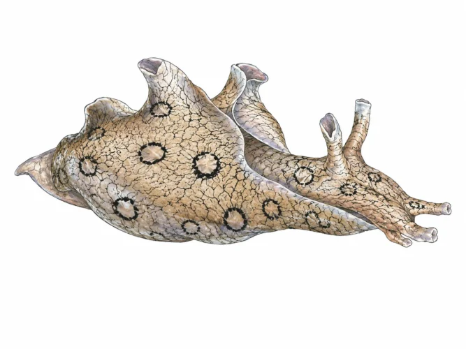 Aplysia dactylomela