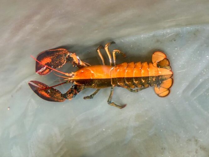 L’astice bicolore di Cape Cod: 1 su 50 milioni. La scienza spiega cosa è successo