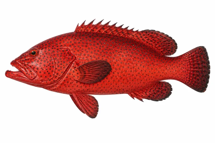 Cephalopholis taeniops