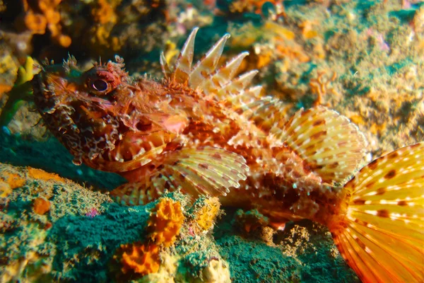 Scorfano sul fondale mediterraneo