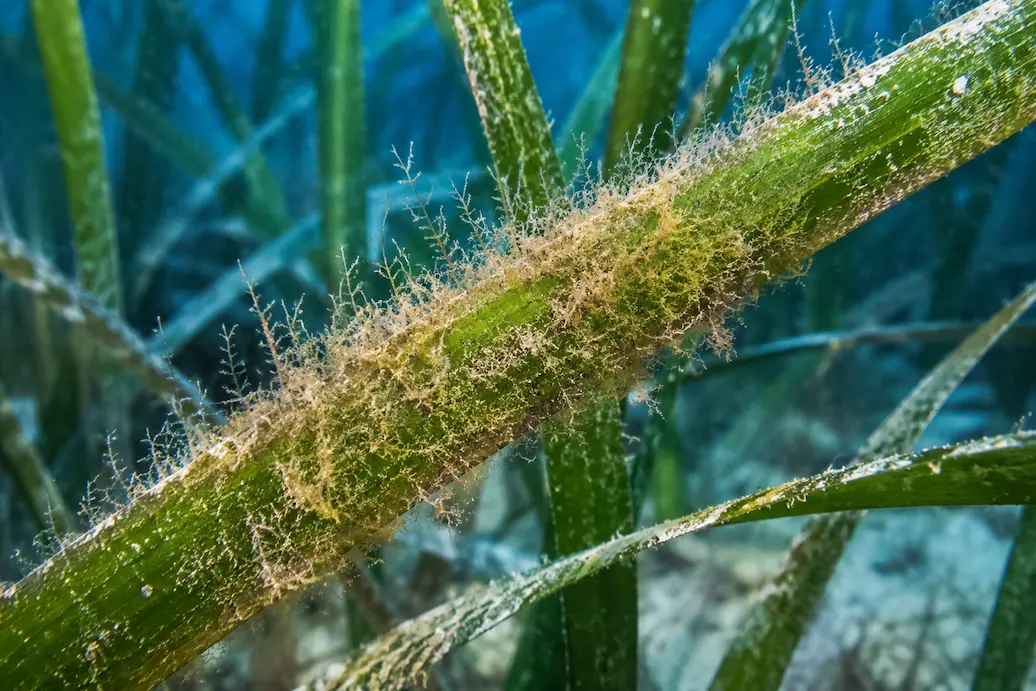 Dettaglio di foglie di Posidonia ricoperte da epifiti algali e animali