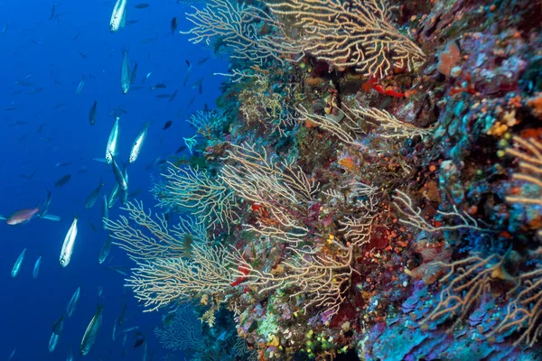 Gorgonia Eunicella cavolini su fondo coralligeno del Mediterraneo