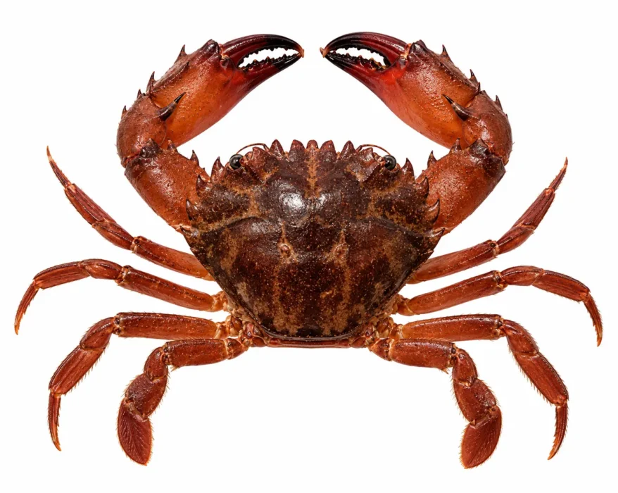 Granchio rosso indopacifico – Gonioinfradens giardi