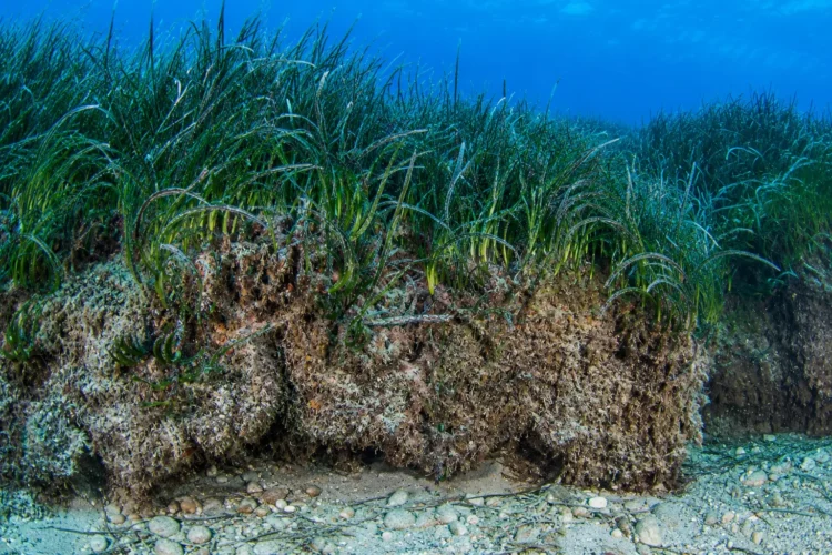 Praterie di Posidonia