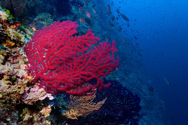 Paramuricea clavata, gorgonia rossa su parete coralligena del Mediterraneo
