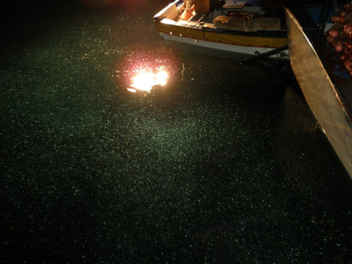 Recupero della rete con il pescato — sardine e acciughe a bordo