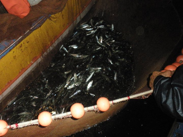 Acciughe e sardine appena pescate con la lampara — pescato di piccoli pelagici