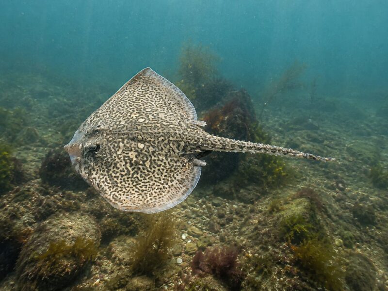 Il Raja Palombo (Mustelus mustelus): biologia, pesca e normativa nel Mediterraneo