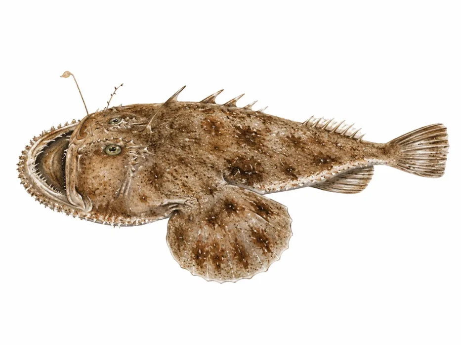 Rana pescatrice Budego – Lophius budegassa