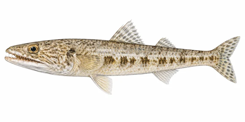Pesce lucertola – Saurida lessepsianus