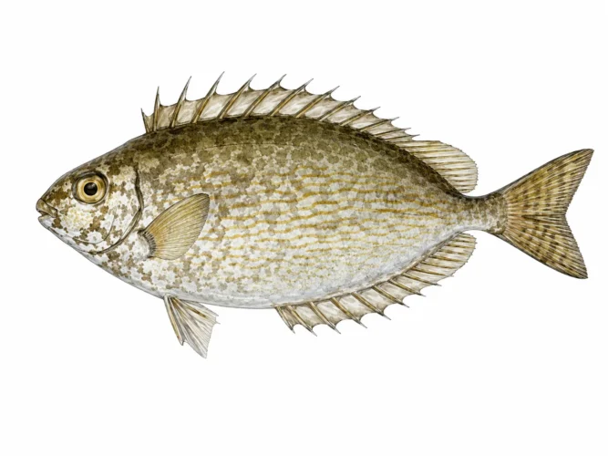 Il pesce coniglio striato — Siganus rivulatus