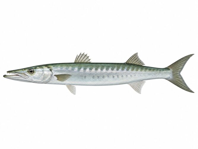 Barracuda boccagialla –  Sphyraena viridensis