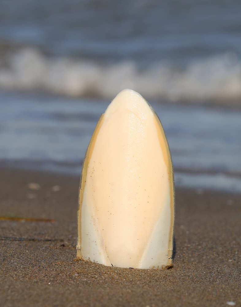 Osso di seppia Sepia officinalis