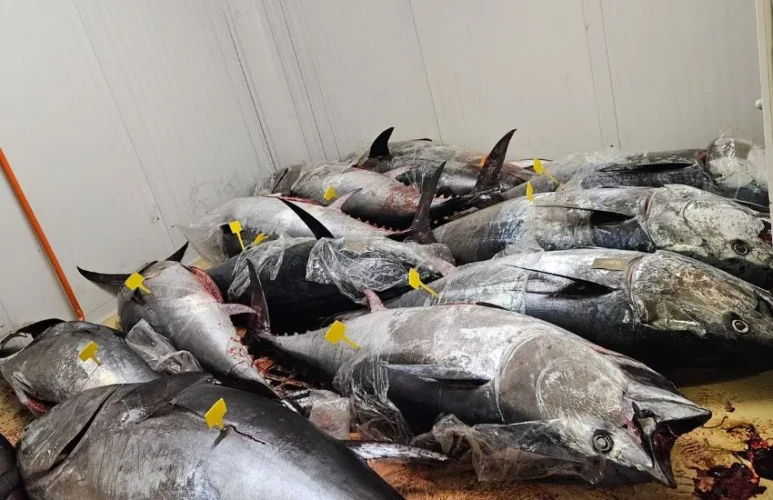 Cos’è il BCD del tonno rosso e perché senza di esso il pesce è illegale