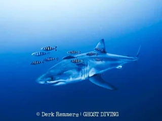 Il filmato del 2026 non è il primo: diversi video documentano il grande squalo bianco nel Mediterraneo