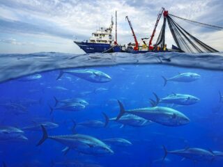 L’Associazione Produttori Tonnieri del Tirreno si evolve