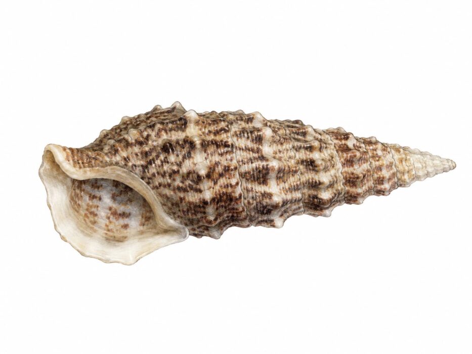Torricella o torretta comune – Cerithium vulgatum