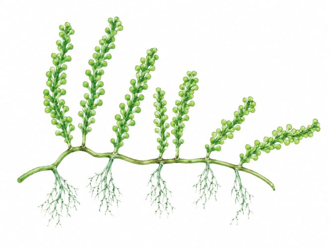 Caulerpa cylindracea