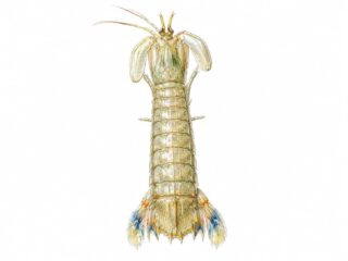 Canocchia di Massaua – Erugosquilla massavensis