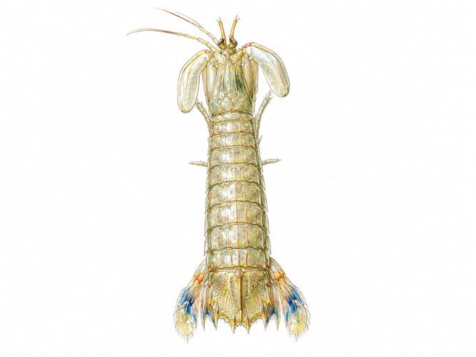 Erugosquilla massavensis
