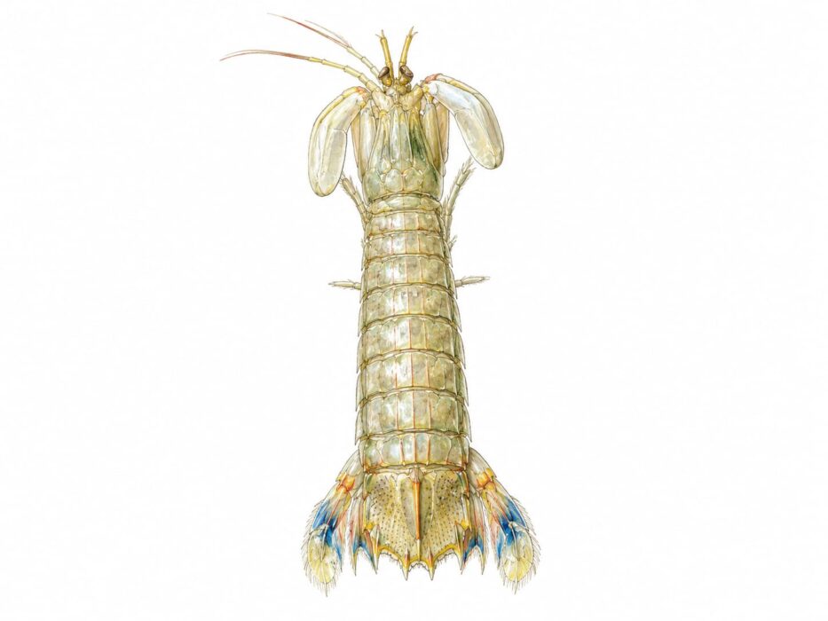 Canocchia di Massaua – Erugosquilla massavensis