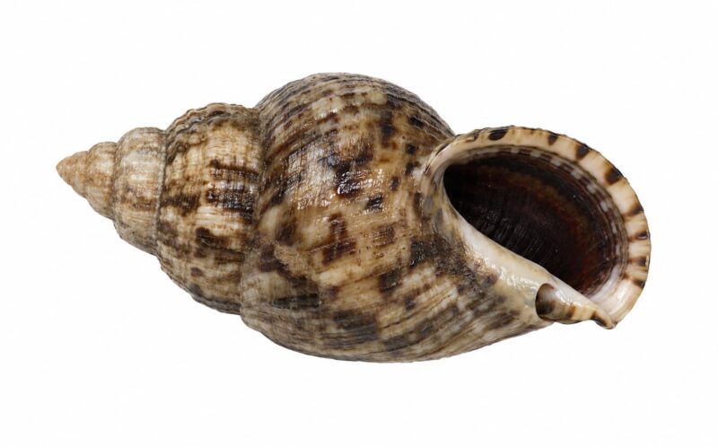 Il cornetto comune – Phorcus turbinatus