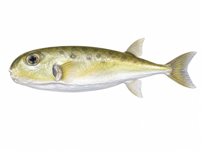 Pesce palla dorato – Lagocephalus spadiceus