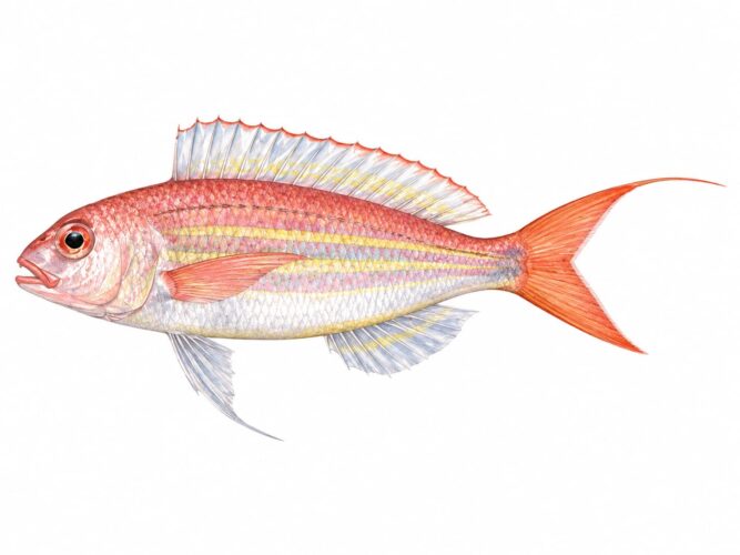Nemiptero – Nemipterus randalli