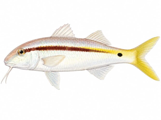 Triglia del Mar Rosso – Parupeneus forsskali