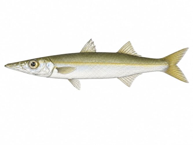 Sphyraena chrysotaenia