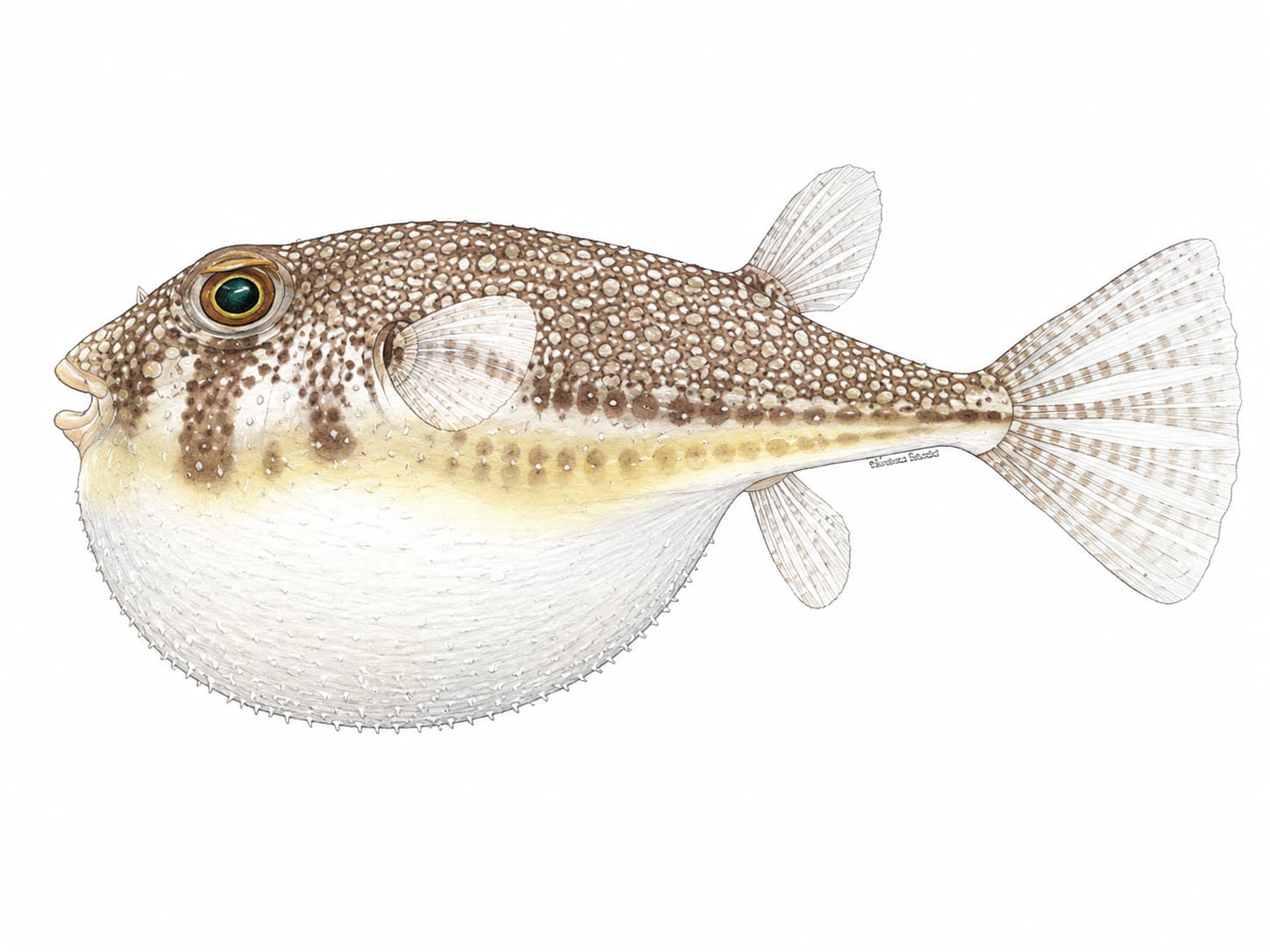 Pesce palla dai puntini gialli Torquigener flavimaculosus