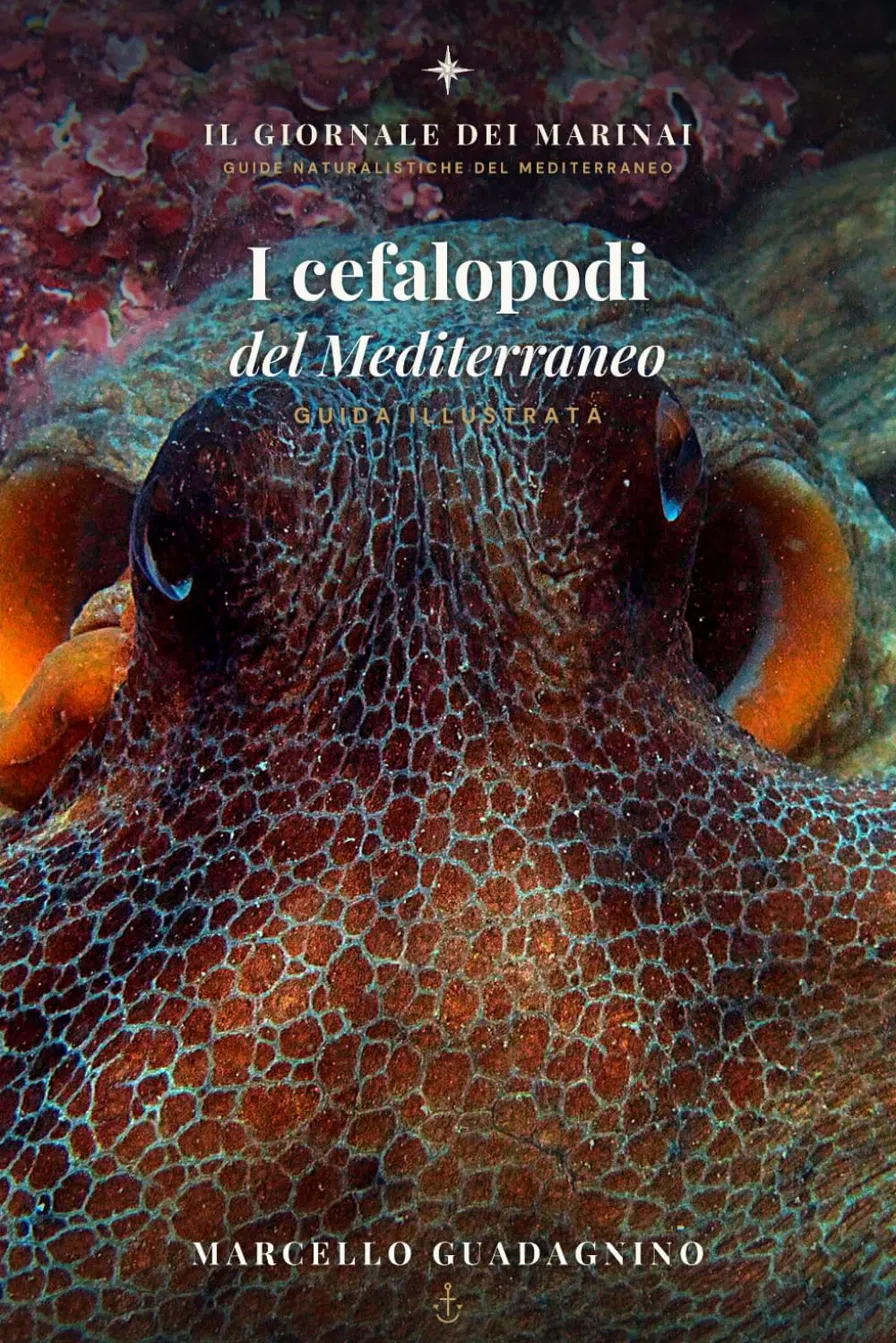 Copertina di I Cefalopodi del Mediterraneo