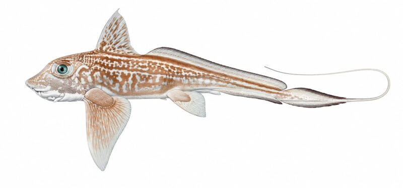 Chimera – Chimaera monstrosa