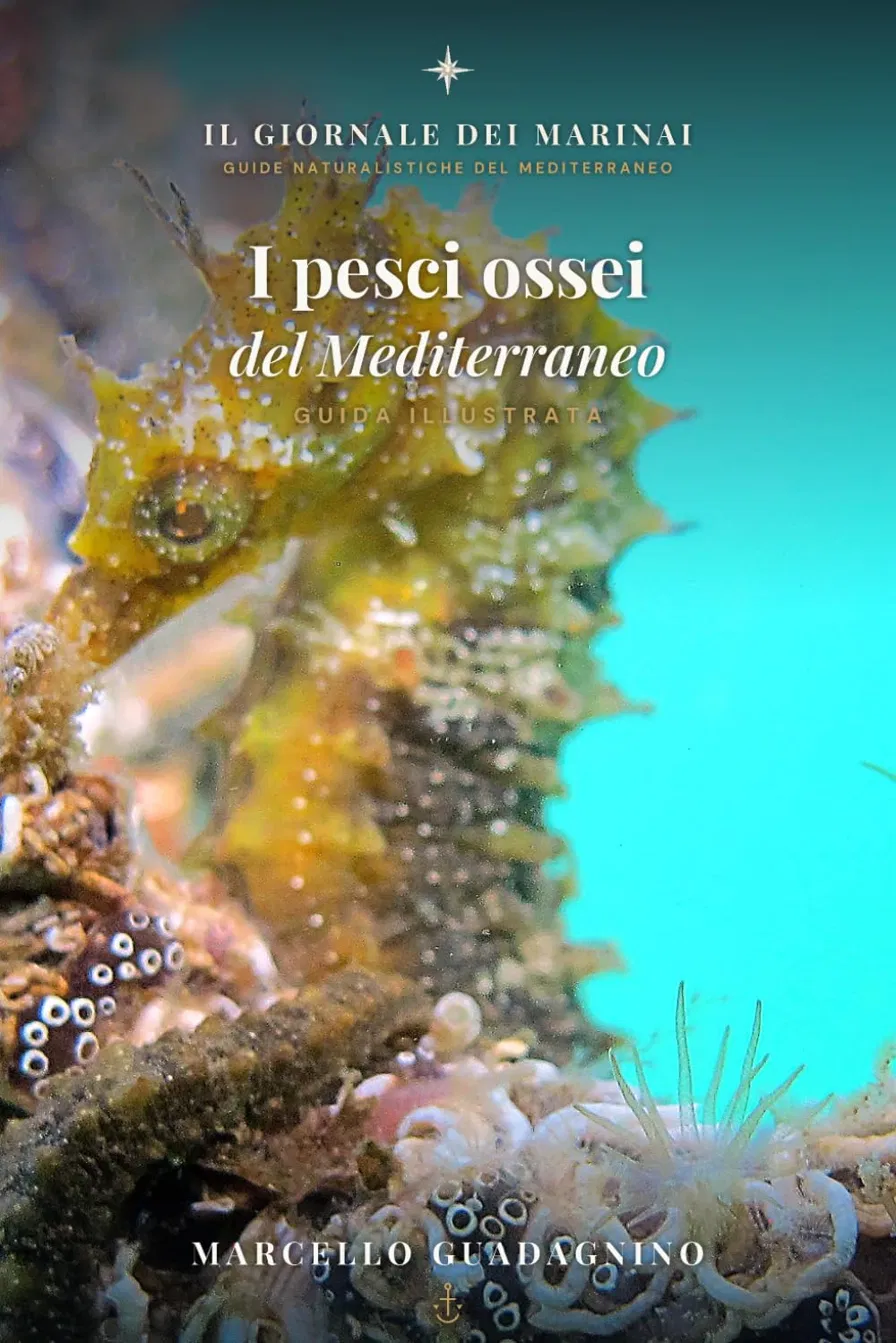 Copertina di I Pesci Ossei del Mediterraneo