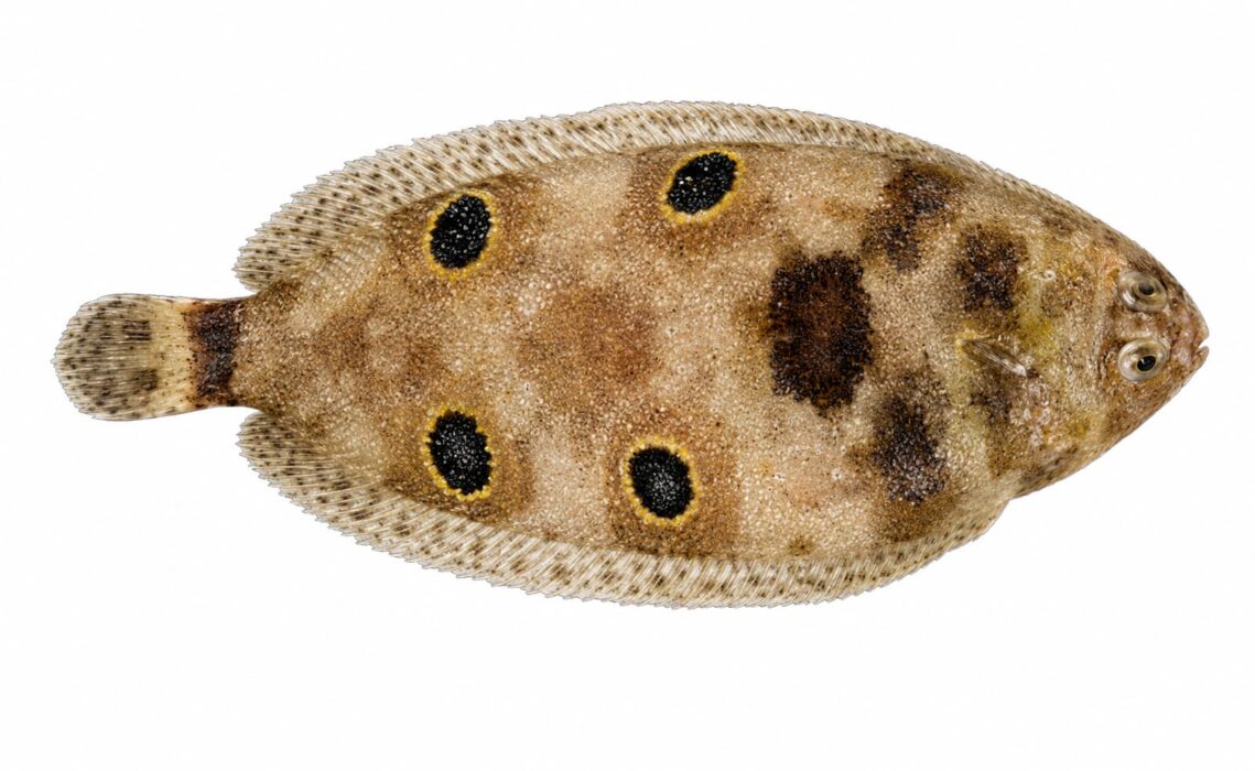 La sogliola occhiuta – Microchirus ocellatus