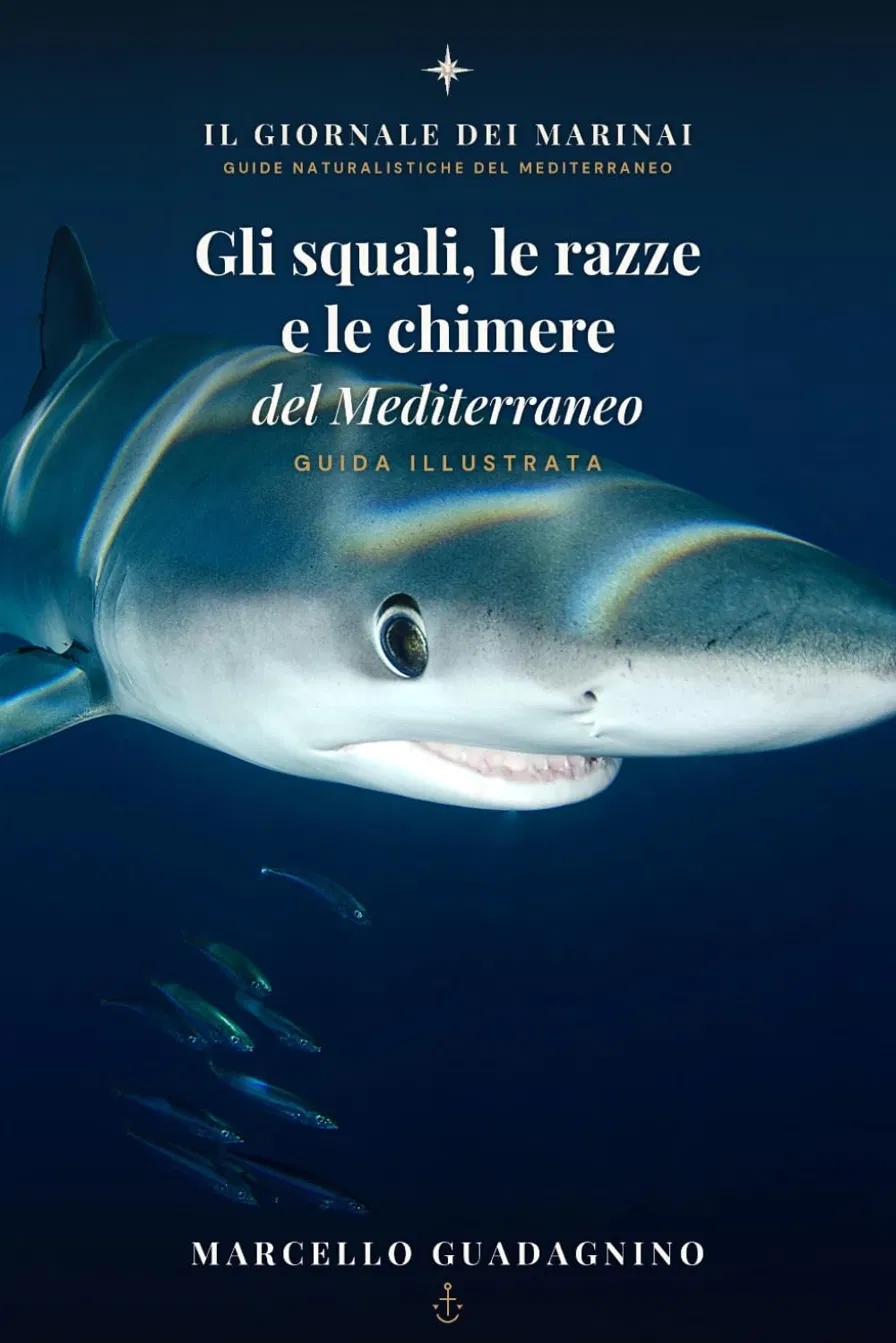 Copertina di Gli Squali, le Razze e le Chimere del Mediterraneo