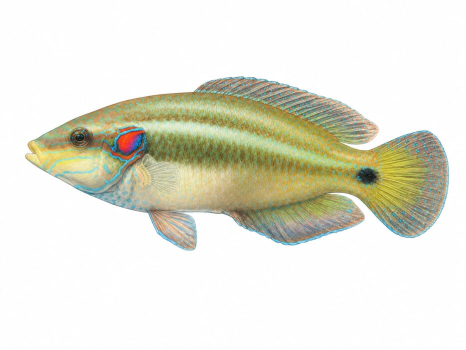 Tordo Ocellato – Symphodus ocellatus