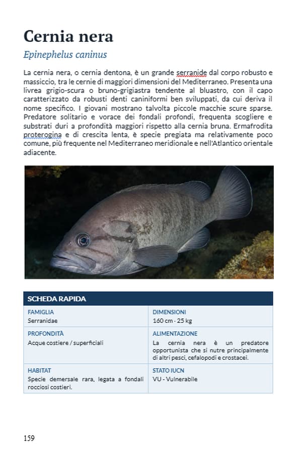 Scheda della cernia nera dal libro I pesci ossei del Mediterraneo